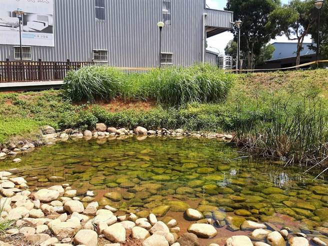 宗北公园滞留池种下菖蒲、鸢尾等植物焕然一新。（戴上容摄）