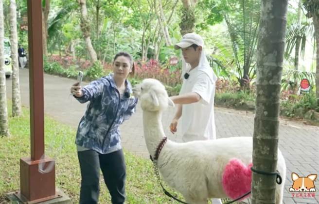 阿嬌在逛動物園時想跟草泥馬近距離合照。(圖/ 摘自微博)