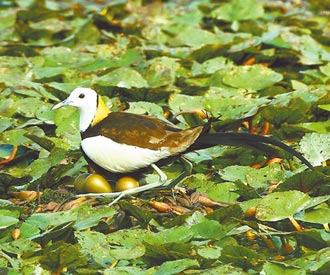 保育有成 台南夏季水雉增166隻