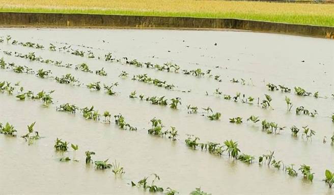 伸港菜田淹水。（赖清美提供／吴敏菁彰传真）