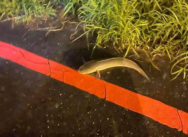 1名网友日前发现马路边有许多鱼疑似遭大雨冲至路边，好心将鱼抓起并丢入附近鱼塭中；不料网友发现该鱼竟是恶名昭彰的外来种「泰国线鳢」。（翻摄自脸书「爆废公社」）