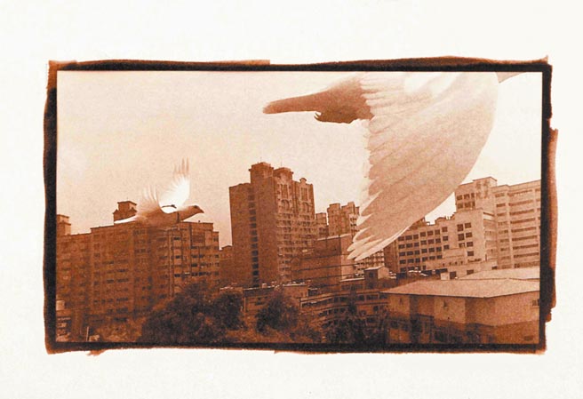 李立中的《夜间飞行》以军鸽为主体表述内在挣扎与环境衝击。（红野画廊提供）