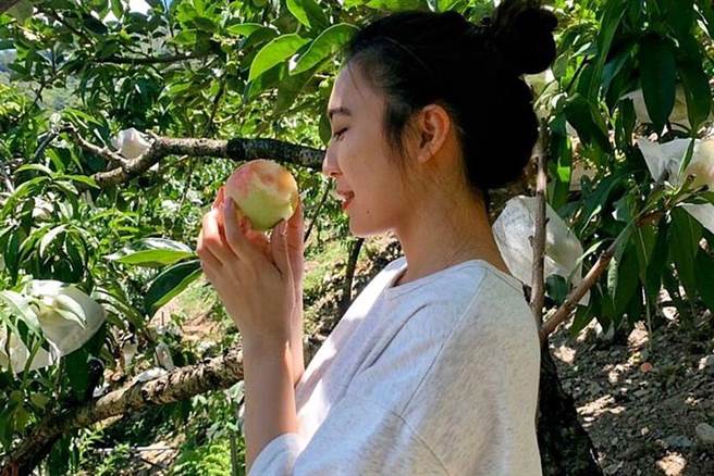 梨山水蜜桃正是產季。(圖/交通部觀光局參山國家風景區管理處提供)