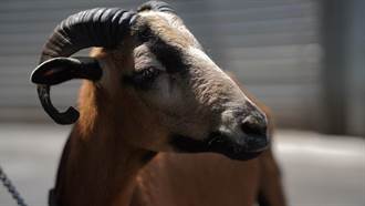 寵物羊食慾不振病懨懨 新北動保處獸醫一針就治癒