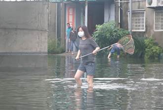 优享资讯 暴雨让嘉义县农会锦鲤集体逃家她曝奇葩抢灾画面