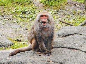 北市稱霸20年 動物園榮哥人道離世