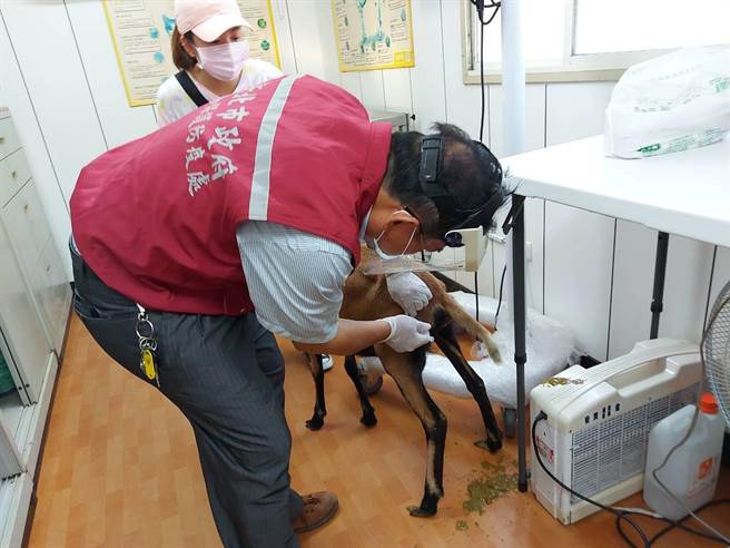兽医彭明发以针剂帮黑腹绵羊治疗。（新北市动保处提供）