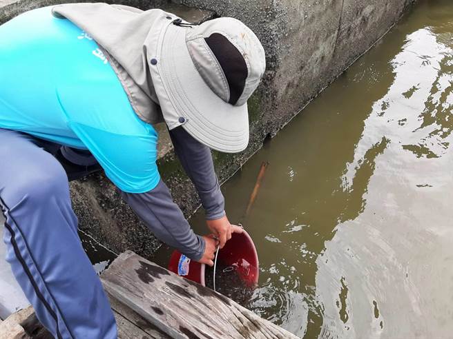 为了使海洋资源部不中断，行政院农业委员会渔业署及新竹县政府3日中午于新丰乡海岸线，放流104万尾四丝马鲅鱼苗。（庄旻静摄）