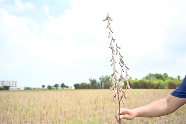 桃園區農業改良場3日指出，因應2021年水情不佳停灌，北部首次進行大面積春作大豆栽培約50公頃，並將農田寬畦自50公分拓寬至150公分以利保水功能，農改場強調，7月中收穫量相較過去傳統模式提升約3成，成果顯著。（桃園區農業改良場提供／蕭靈璽桃園傳真）