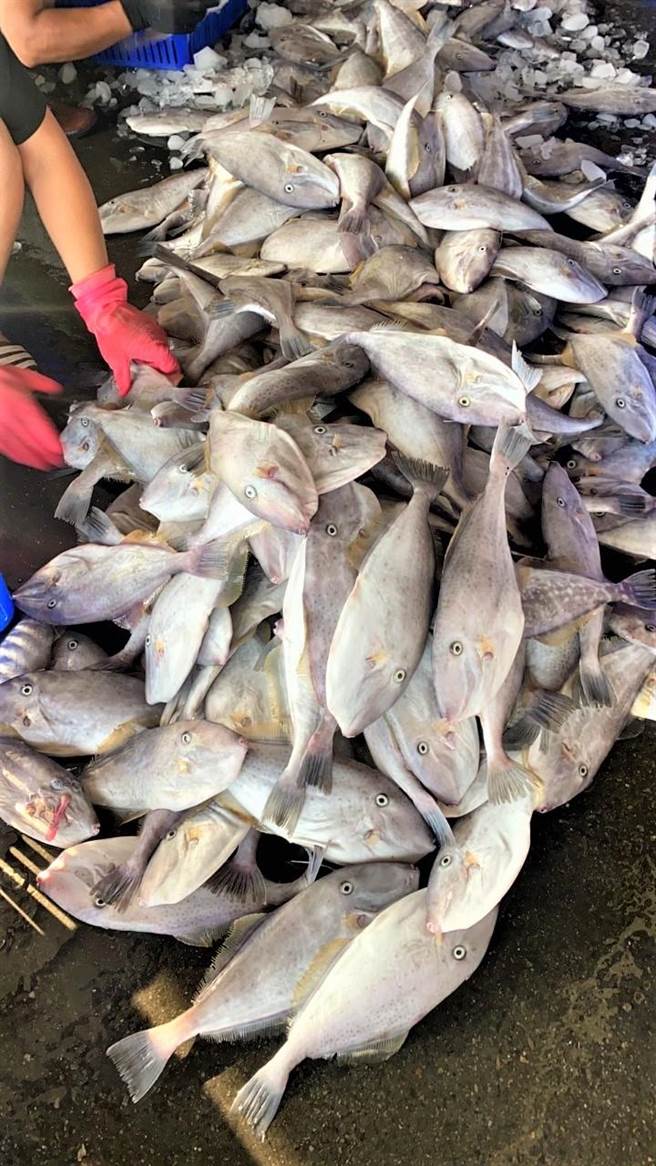 刺少肉多细嫩超Q弹 东北角剥皮鱼鲜甜登场。（新北市渔业处提供）