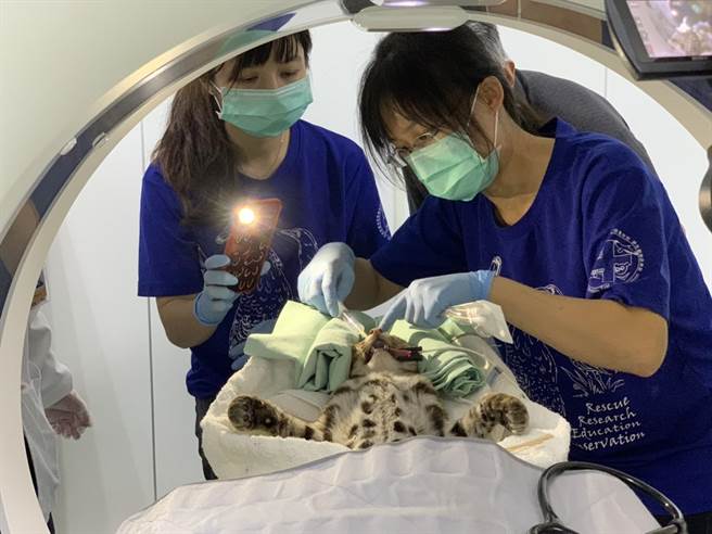 南投县竹山秀传医院提供场地及设备检查石虎伤势。（竹山秀传医院提供）
