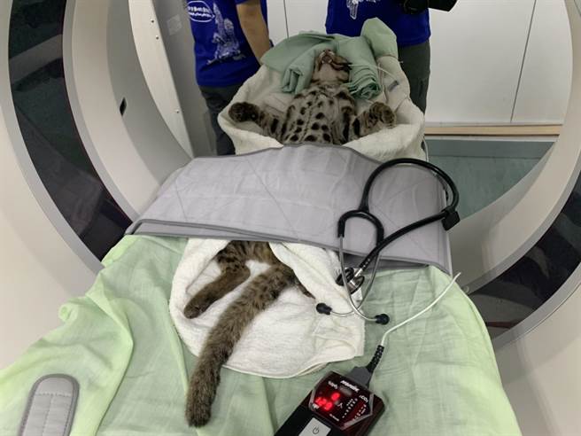 南投县竹山秀传医院透过断层扫描检查石虎伤口反覆化脓原因。（竹山秀传医院提供）