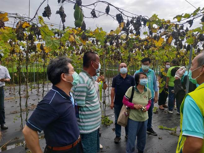 受8月上旬西南气流影响，台南市东山区龙眼、丝瓜传出严重灾情。（农业局提供／张毓翎台南传真）
