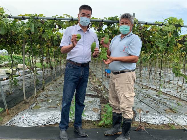 东山区长吕煌男（左）表示，丝瓜植株根部也因大雨腐败，其叶片严重发黄罹患「黄化病」。（农业局提供／张毓翎台南传真）