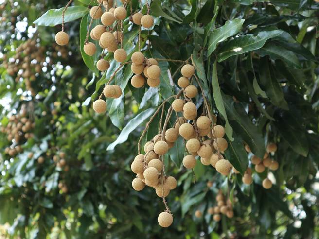 东山龙眼的产量、面积都是全台第一，种植面积逾1000公顷，这次也因大雨传出灾情。（张毓翎摄）