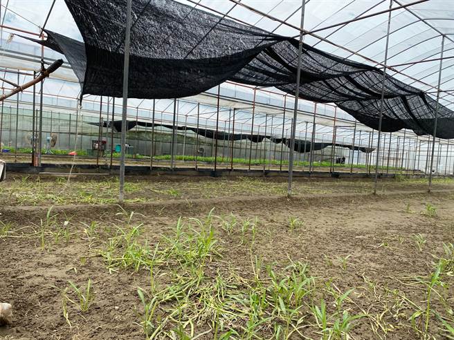 嘉縣新港鄉2日因強降雨淹水，種植空心菜的溫室也難逃水患，目前水雖已消退，但溫室土乾得慢，至少要一周後才能復種。（張亦惠攝）