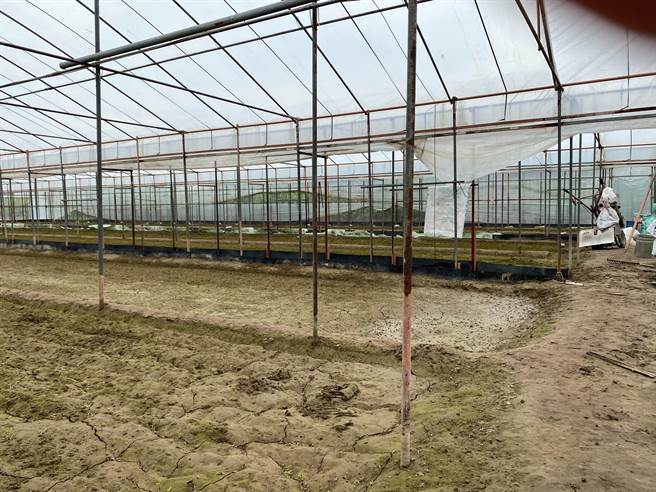 嘉縣新港鄉2日因強降雨淹水，種植空心菜的溫室也難逃水患，目前水雖已消退，但溫室土乾得慢，至少要一周後才能復種。（張亦惠攝）