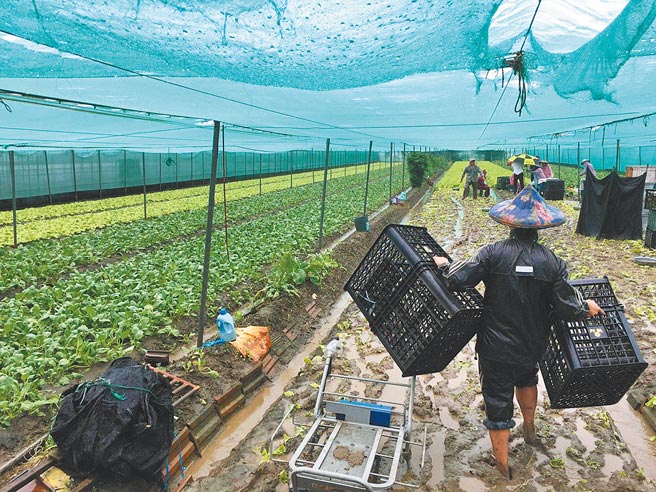 8月2日西南气流带来的豪大雨造成云林县农田淹水严重，截至3日，全县农损已达2381万元。（周丽兰摄）
