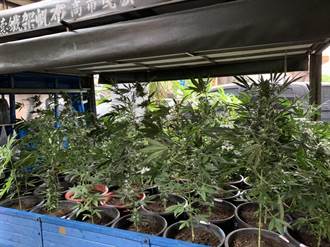兄弟檔設「大麻農場」辯稱自用 警抄出135株及4公斤成品 
