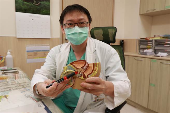 亞洲大學附屬醫院震波碎石室主任石欣衛在器官模型上指出患者腫瘤位置。（林欣儀攝）