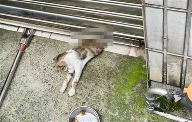 新竹市1处民宅住户今日（5）因关下铁卷门时未留下注意，当场压住躺在门下方的流浪猫，该猫被压了整整1小时才被发现，最后缺氧死亡。（翻摄自邵柏虎脸书）