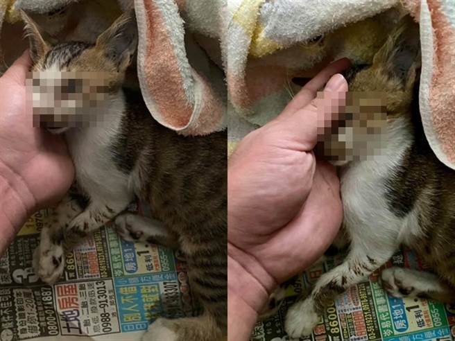 新竹市1处民宅住户今日（5）因关下铁卷门时未留下注意，当场压住躺在门下方的流浪猫，该猫被压了整整1小时才被发现，最后缺氧死亡。（翻摄自邵柏虎脸书）