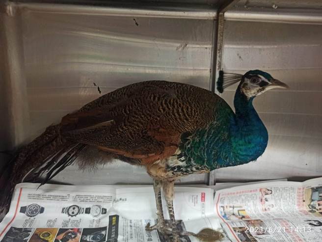 一只蓝孔雀在汐止逛大街，新北动保处获报后将牠带回。（新北市动保处提供）