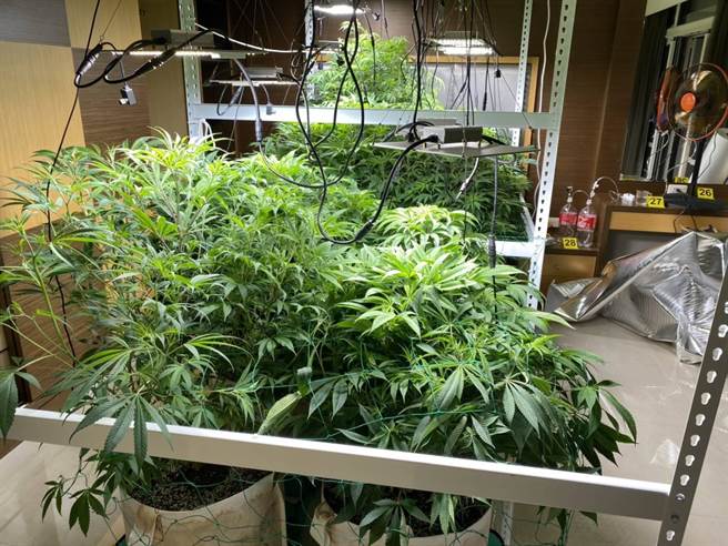 警方在劉嫌租屋處查獲以燈光照射維護的大麻活株14株。（讀者提供／石秀華高雄傳真）