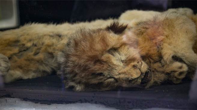 長毛象牙獵人陸續發現2隻西伯利亞辛巴幼獅遺體，起初以為是手足關係，鑑定後才知道，牠們相差1.5萬年。(示意圖/達志影像)