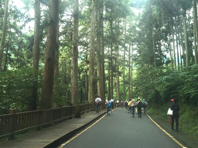 溪头森林蓊郁，清风徐来，充满芬多精。（廖志晃摄）