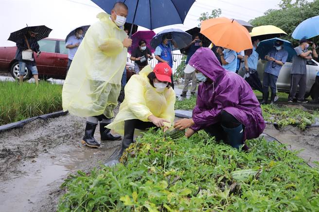 云林县长张丽善今（6日）会同中央农政单位人员勘查西瓜、葱、香瓜、及萝卜、一期水稻农损情况，到今天为止云林县农损受灾面积超过20％，损失金额高达4237万元。（周丽兰摄）