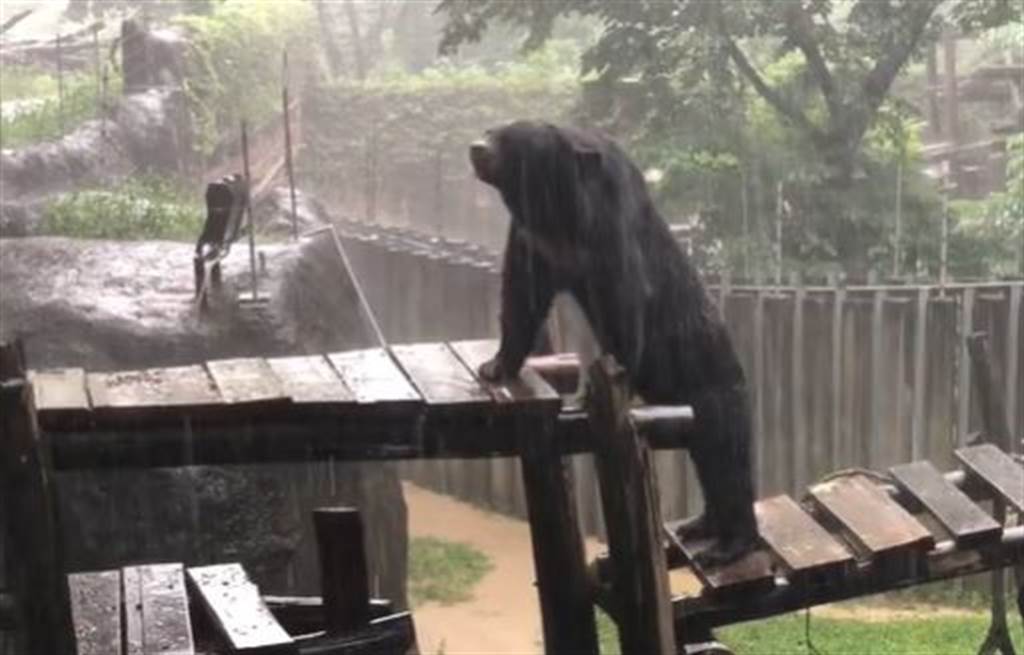 黑熊 波比 見大雨秒站起身當做spa 享受熊生網笑翻 萌寵 網推