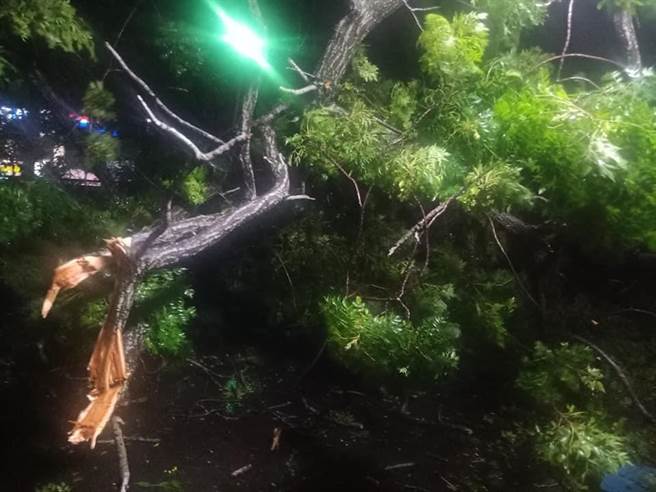 東豐自行車綠廊苦楝樹深夜突然倒塌，壓毀2戶民宅採光罩，轟然巨響嚇醒熟睡住戶。（張鴻斌提供／王文吉台中傳真）