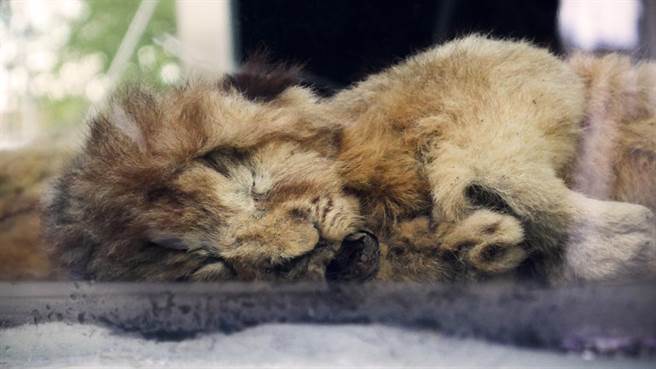 图为保存完好的冰河时期幼狮。（示意图／达志影像）