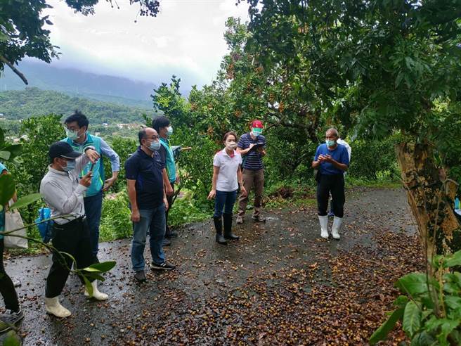 台南市東山區龍眼落果情形。（台南市政府提供／張毓翎台南傳真）