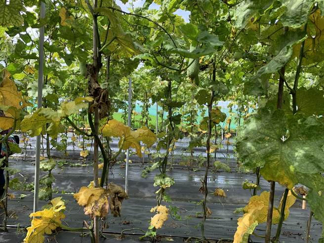 東山區絲瓜授粉不佳。（台南市政府提供／張毓翎台南傳真）