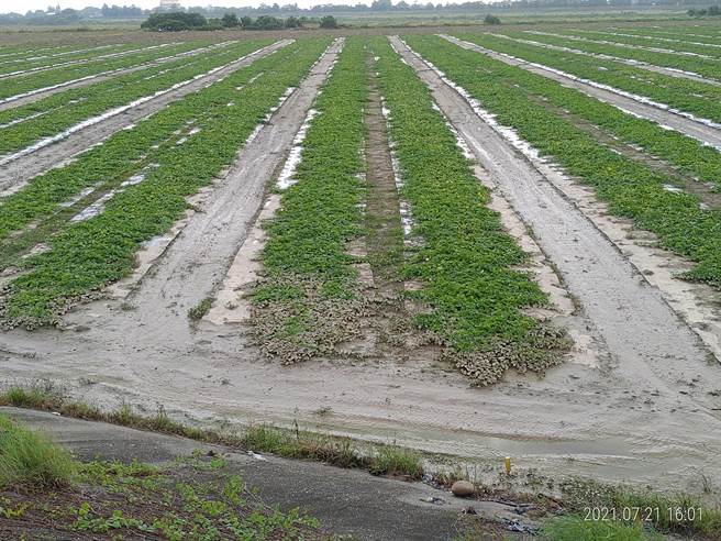 西瓜淹水褪去後的情形。（台南市政府提供／張毓翎台南傳真）