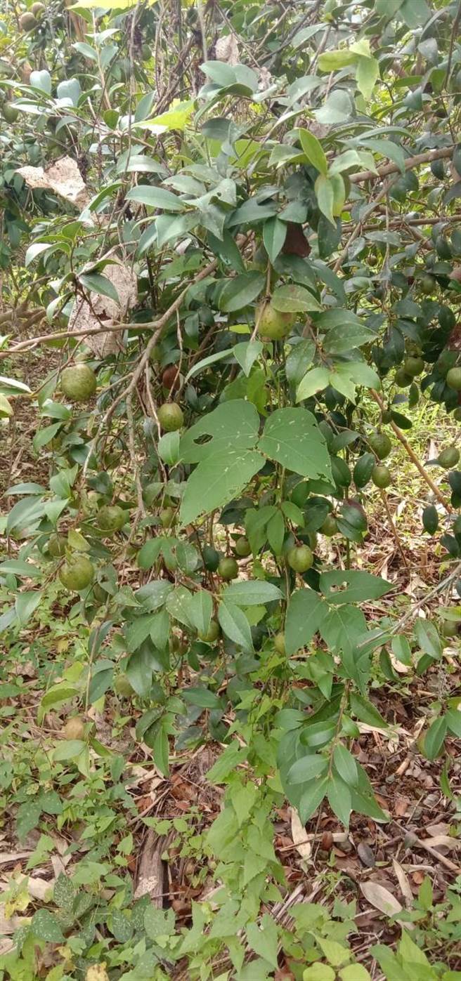 花莲中区的万荣乡，10年前开始种植油茶树，目前产地面积约5公顷，栽种的苦茶籽质量优。（林一周提供／王志伟花莲传真）