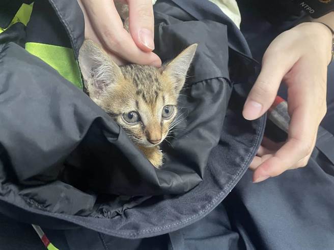 全身淋濕的小貓瑟瑟發抖（淡水警提供／戴上容新北傳真）