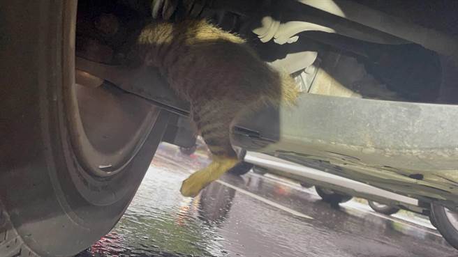 石員不顧地面濕滑趴到車底下查看，果然有一隻小虎斑貓瑟縮地躲在輪軸上（淡水警提供／戴上容新北傳真）