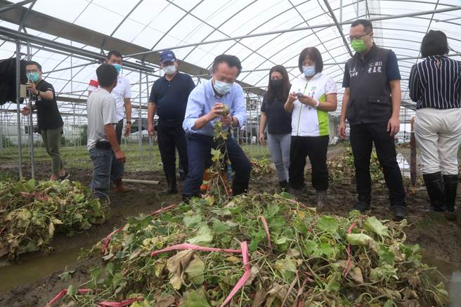 嘉義縣長翁章梁（中）到新港鄉勘察農作物災害情形。（廖素慧攝）　