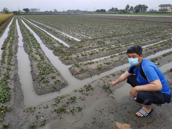 雲林縣農損全國第1，農民看著花生泡水爛根，大嘆損失慘重。（張朝欣攝）