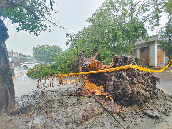 受到外圍環流影響，彰化迎來瘋狂的強降雨，一早溪湖糖廠停車場內一棵巨大熱帶小葉榕不堪雨擊應聲倒塌，直接砸中停在停車場上的一部自小客車，所幸沒有人員傷亡。（民眾提供／吳建輝彰化傳真）