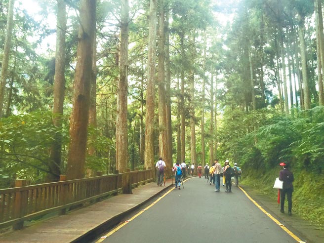 溪头森林蓊郁，清风徐来，充满芬多精。（廖志晃摄）