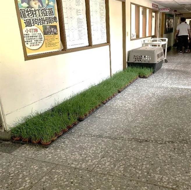 小麦草是猫咪的化毛食物，能有效将消化系统中的毛球排出。新北市动保处为了照顾辖内8间动物之家的猫咪，与景观处合作，在曾是偶像剧《下一站，幸福》取景地点三峡「大埔苗圃」园区内种植小麦草，供应171只收容猫咪食用。（动保处提供）