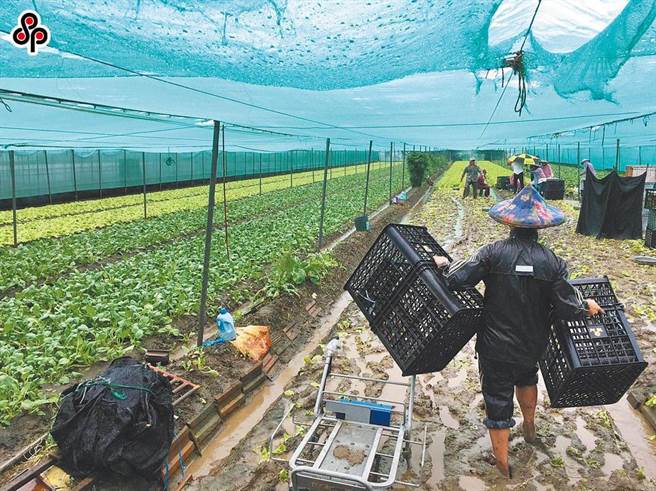 西南氣流帶來的豪大雨造成中南部多縣市農田淹水嚴重，農委會將於明(9)日宣布彰化縣、雲林縣、嘉義縣市、台南市、高雄市、屏東縣等6縣市全區域全品項適用農業天然災害現金救助及低利貸款，另南投縣、苗栗縣等縣內特定品項或特定鄉鎮將一同公告。（本報系資料照）