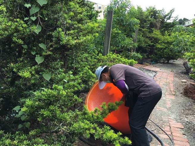 8月病媒蚊指数攀高峰登革热拉警报，对于积水容器，要做到「巡、倒、清、刷」。（本报资料照片／吴敏菁彰化传真）