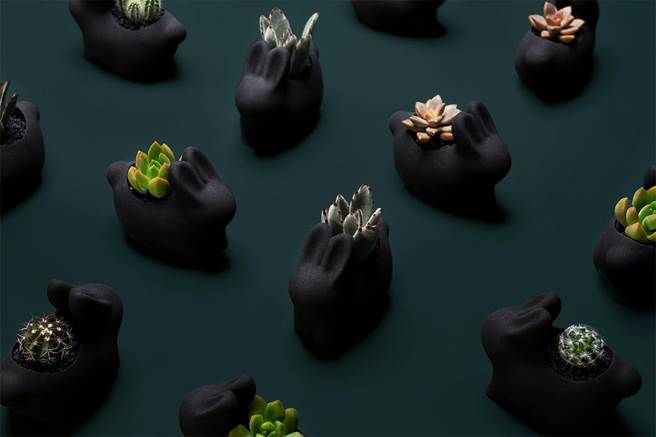 本次盆器以月兔为主角，以黑色水泥搭配金色细沙呈现神秘感。（有肉提供）