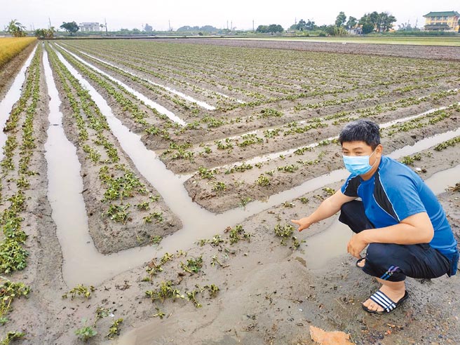 雲林縣農民看著花生泡水爛根，大嘆損失慘重。（張朝欣攝）