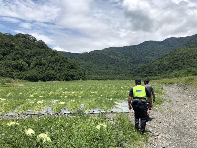 西瓜是花莲县内重要经济作物，由于瓜田多位处偏僻，许多地区未设置监视器，容易发生西瓜遭窃事件，警方每年採收季均会启动「护瓜专案」，让瓜农安心无虑採收西瓜。（警方提供／罗亦晽花莲传真）
